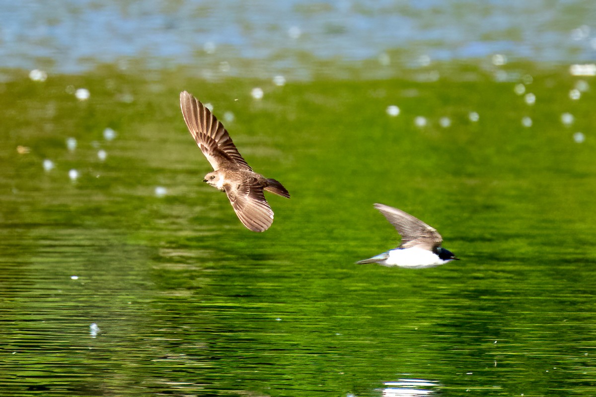 Northern Rough-winged Swallow - ML583515321