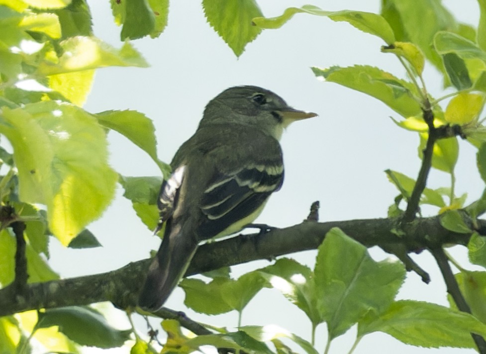 Alder Flycatcher - ML583516551