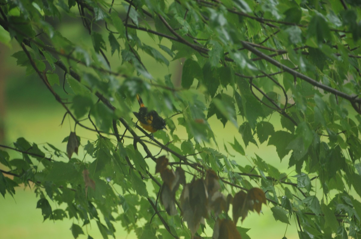 Baltimore Oriole - ML583516671