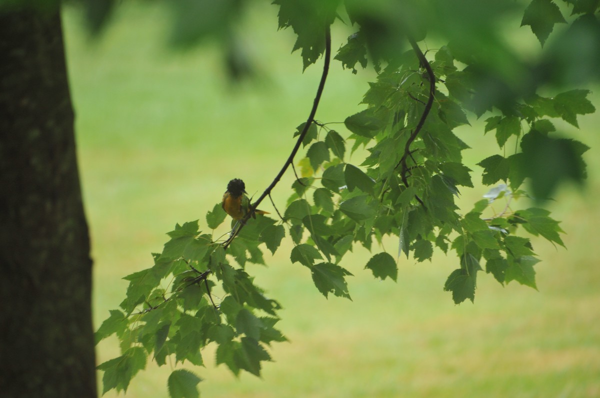 Baltimore Oriole - ML583516681