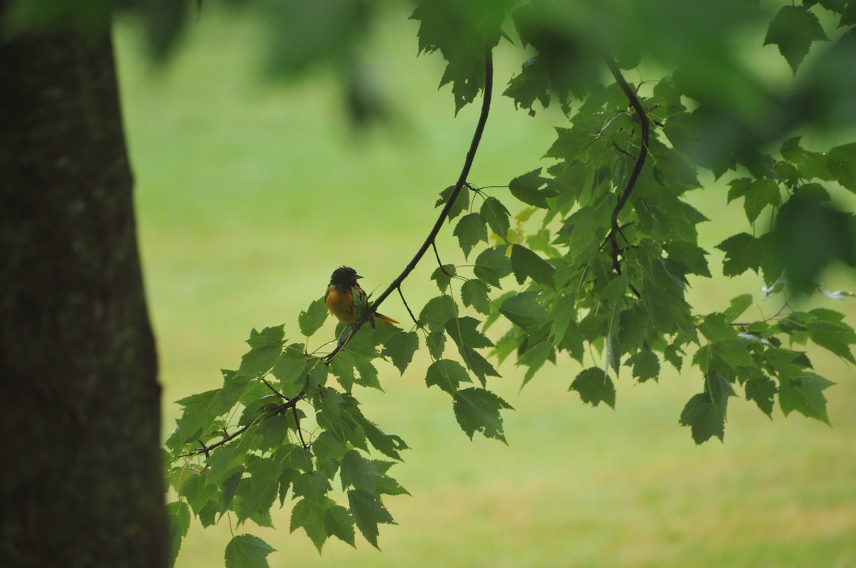 Baltimore Oriole - ML583516691
