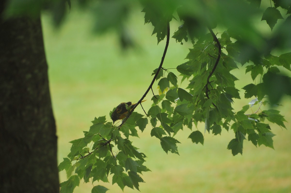 Baltimore Oriole - ML583516701
