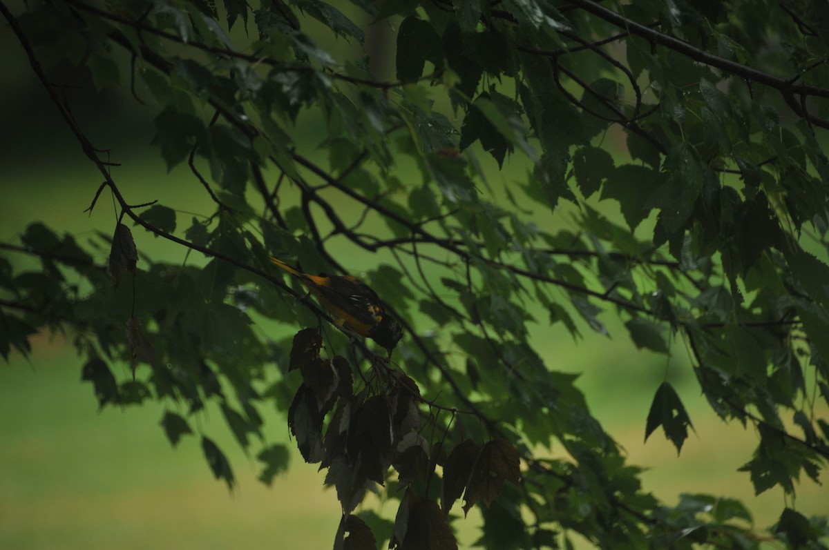 Baltimore Oriole - ML583516711