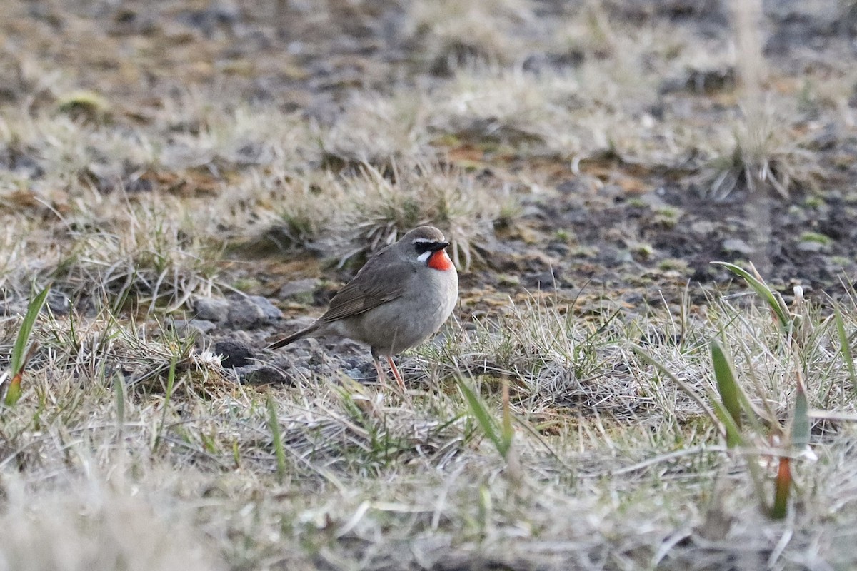 Siberian Rubythroat - ML583519701