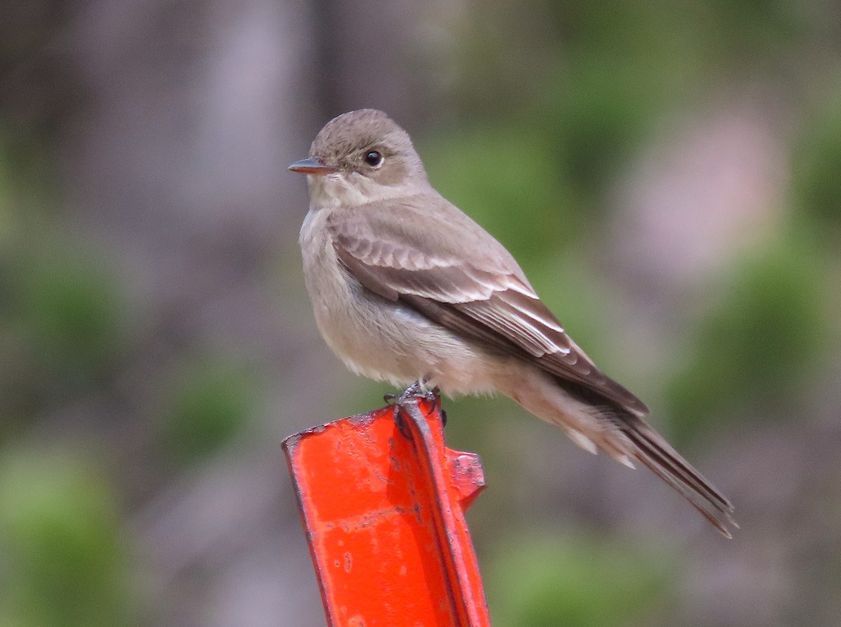 Western Wood-Pewee - Ted Floyd