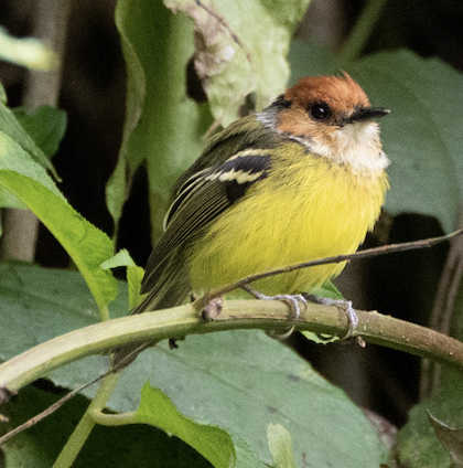 Rufous-crowned Tody-Flycatcher - ML583522521