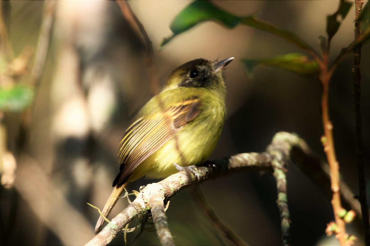 ヒラハシハエトリ（sulphurescens） - ML583523521