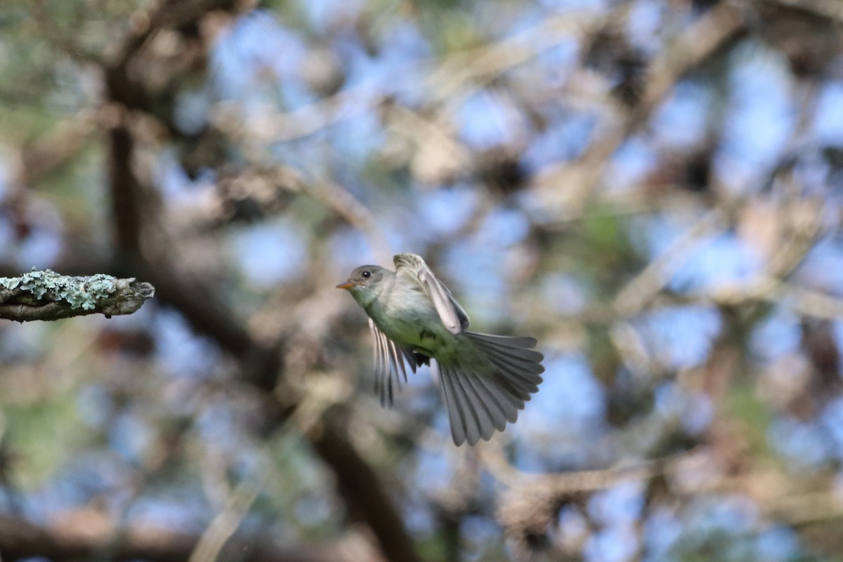 Eastern Wood-Pewee - ML583523971