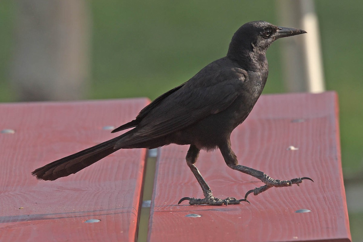 Boat-tailed Grackle - ML583526561