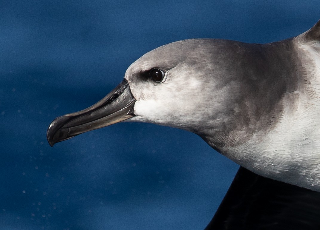 Gray-headed Albatross - ML583527931