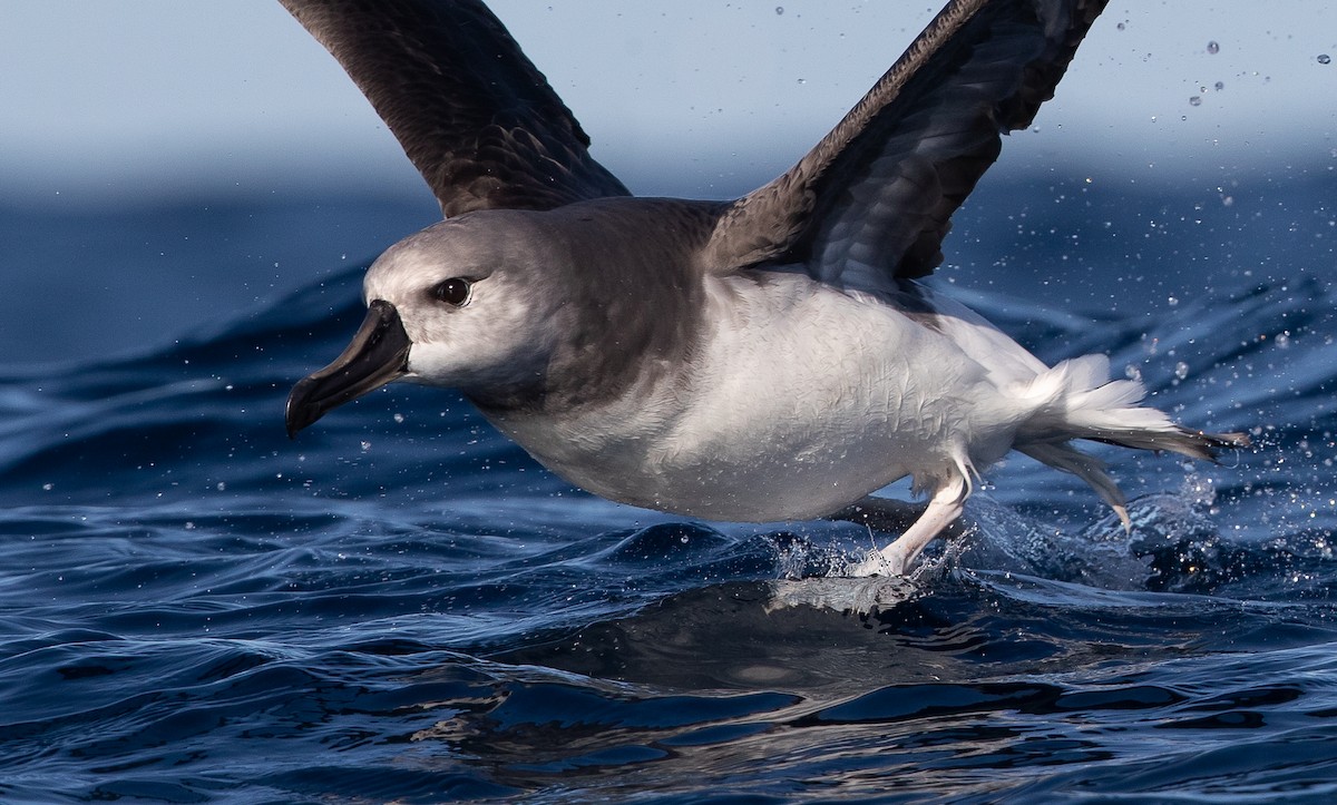 Gray-headed Albatross - ML583527951
