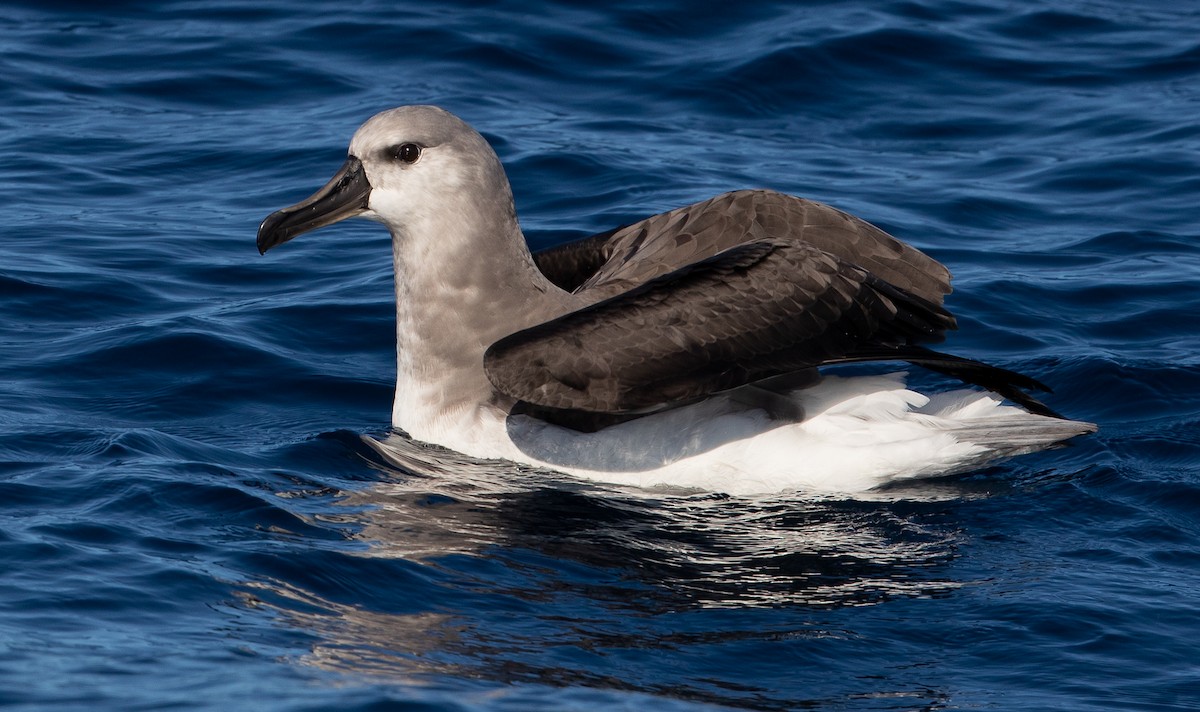 Gray-headed Albatross - ML583527961