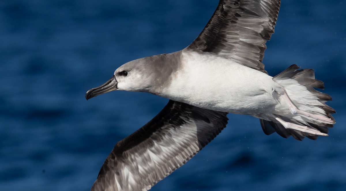 Gray-headed Albatross - ML583527971