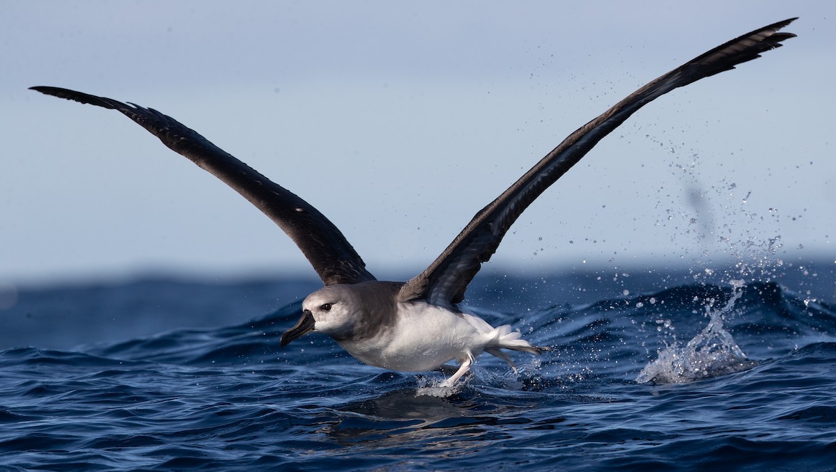 Gray-headed Albatross - ML583528011