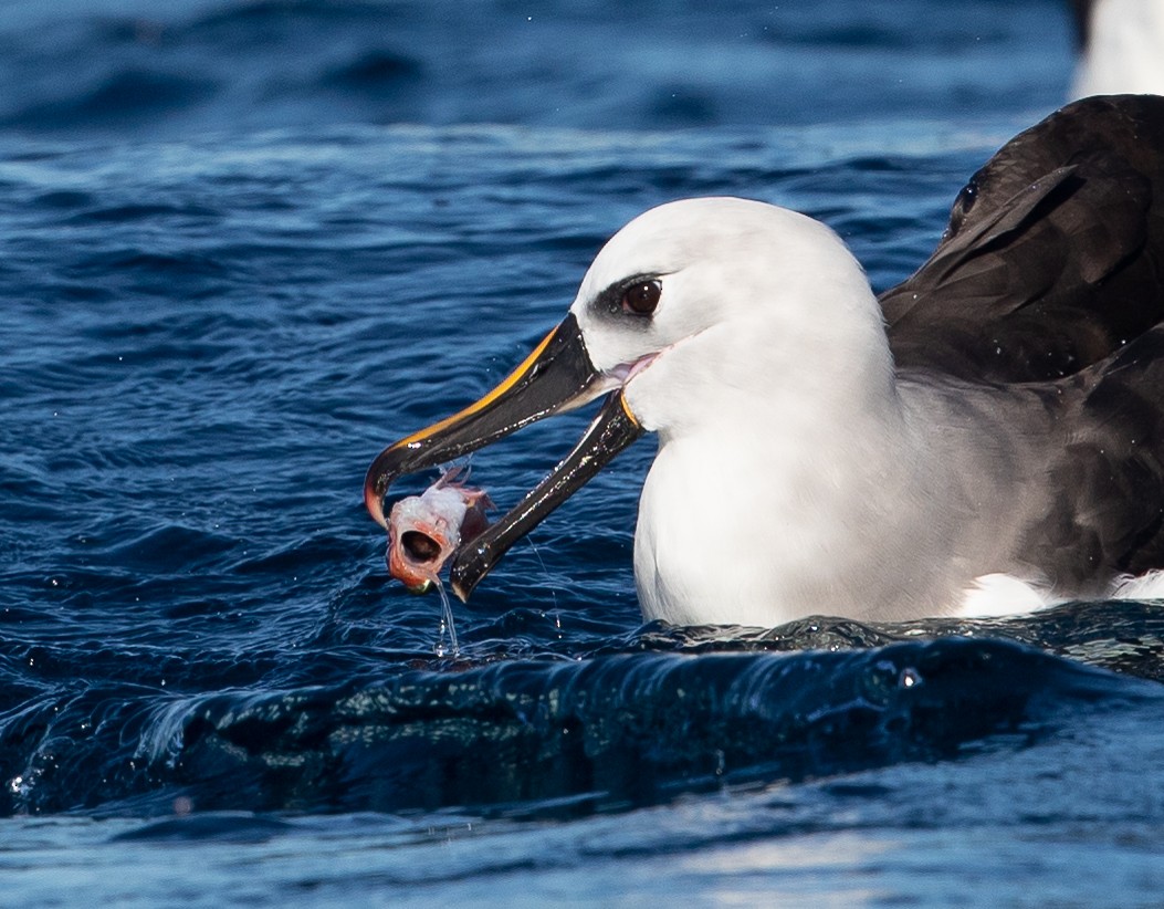 Atlantic/Indian Yellow-nosed Albatross - Michael Buckham