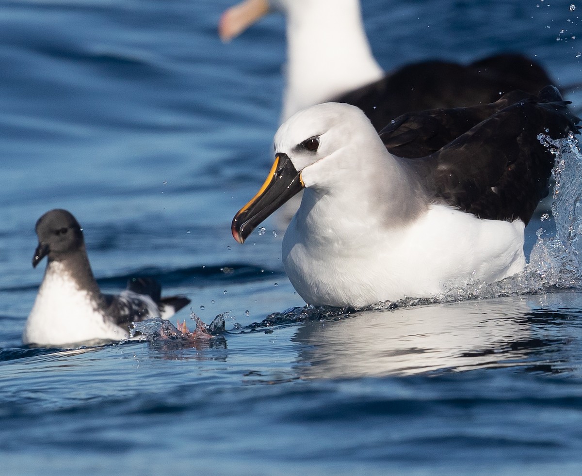 Gelbnasen-/Kerguelenalbatros - ML583529831