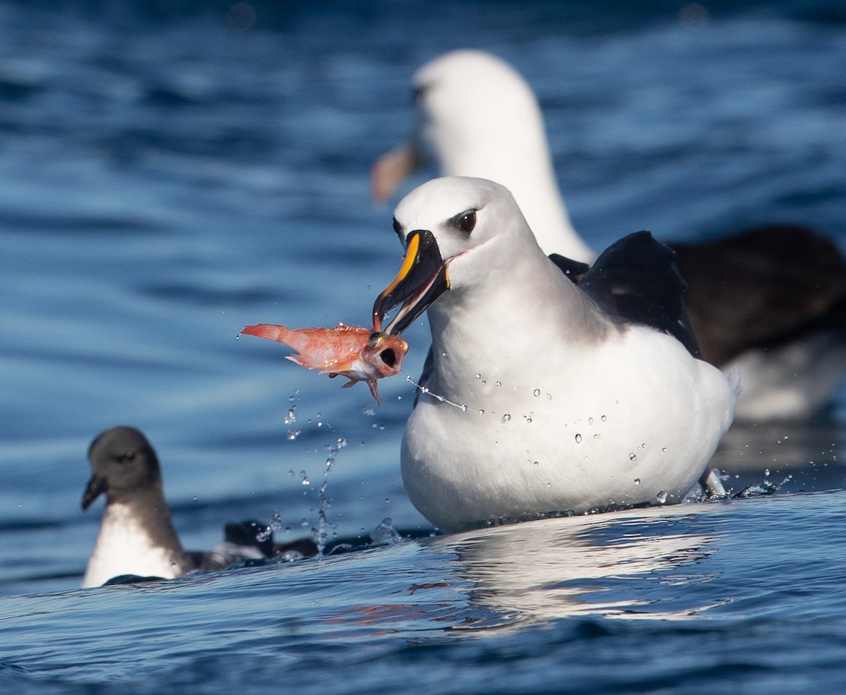 Gelbnasen-/Kerguelenalbatros - ML583529841