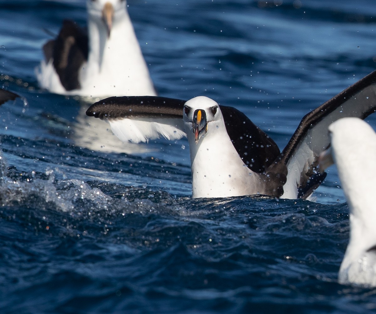 Atlantic/Indian Yellow-nosed Albatross - Michael Buckham