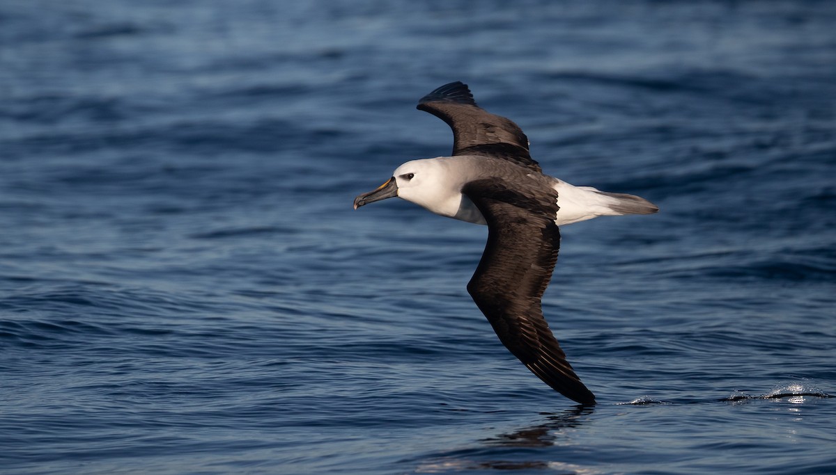 Atlantic/Indian Yellow-nosed Albatross - ML583529911