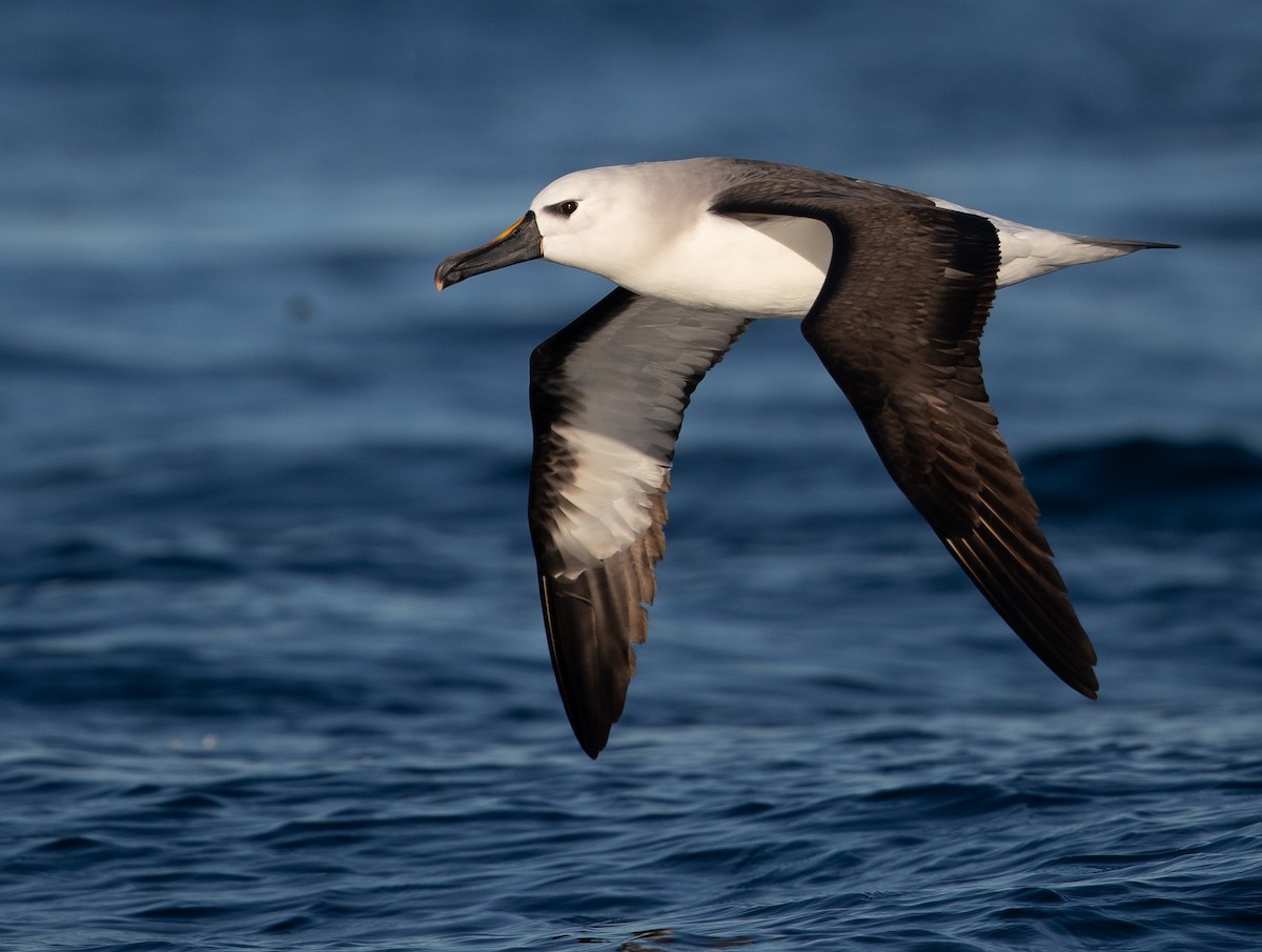 Atlantic/Indian Yellow-nosed Albatross - ML583529921