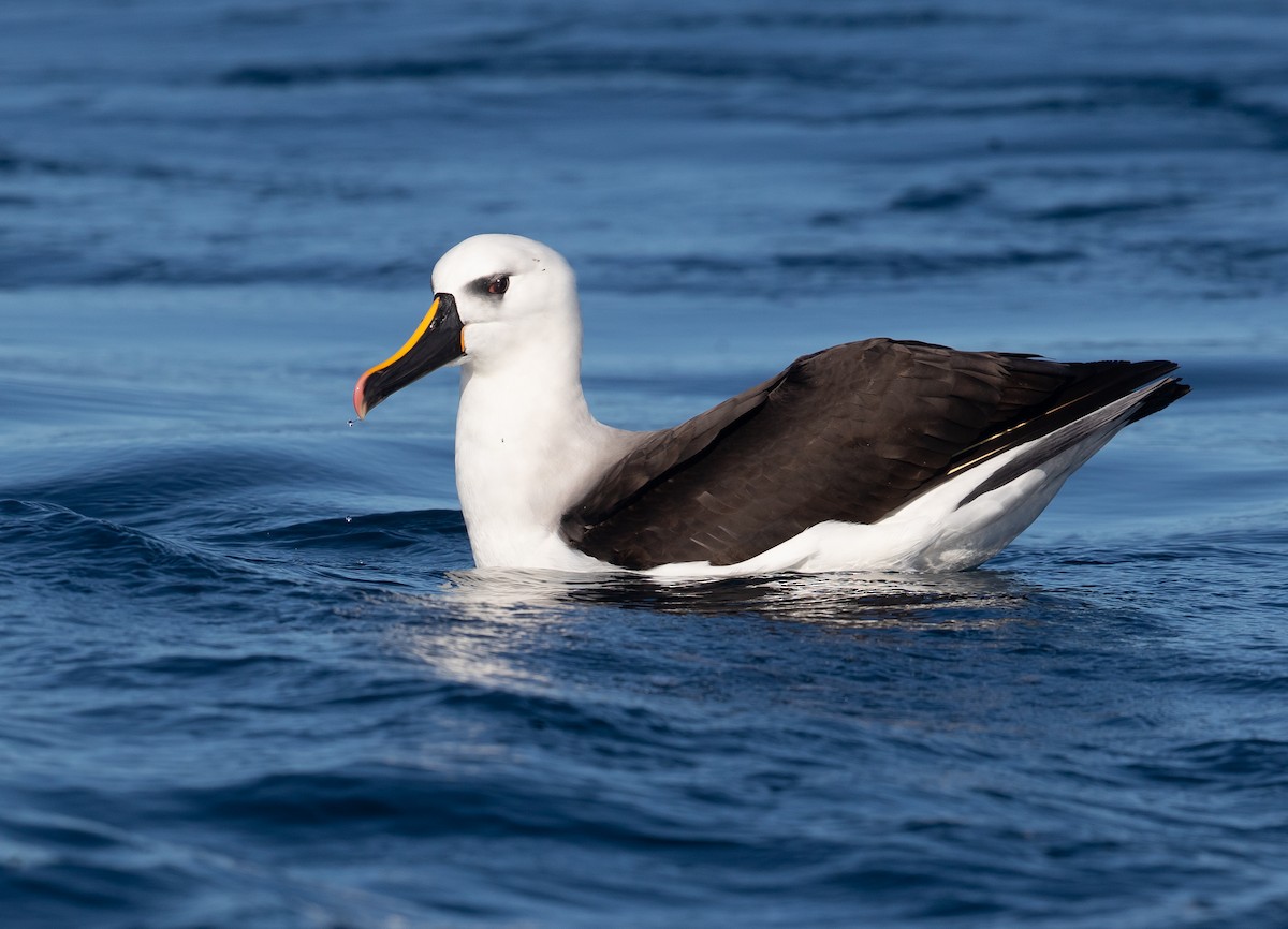 Atlantic/Indian Yellow-nosed Albatross - ML583529931