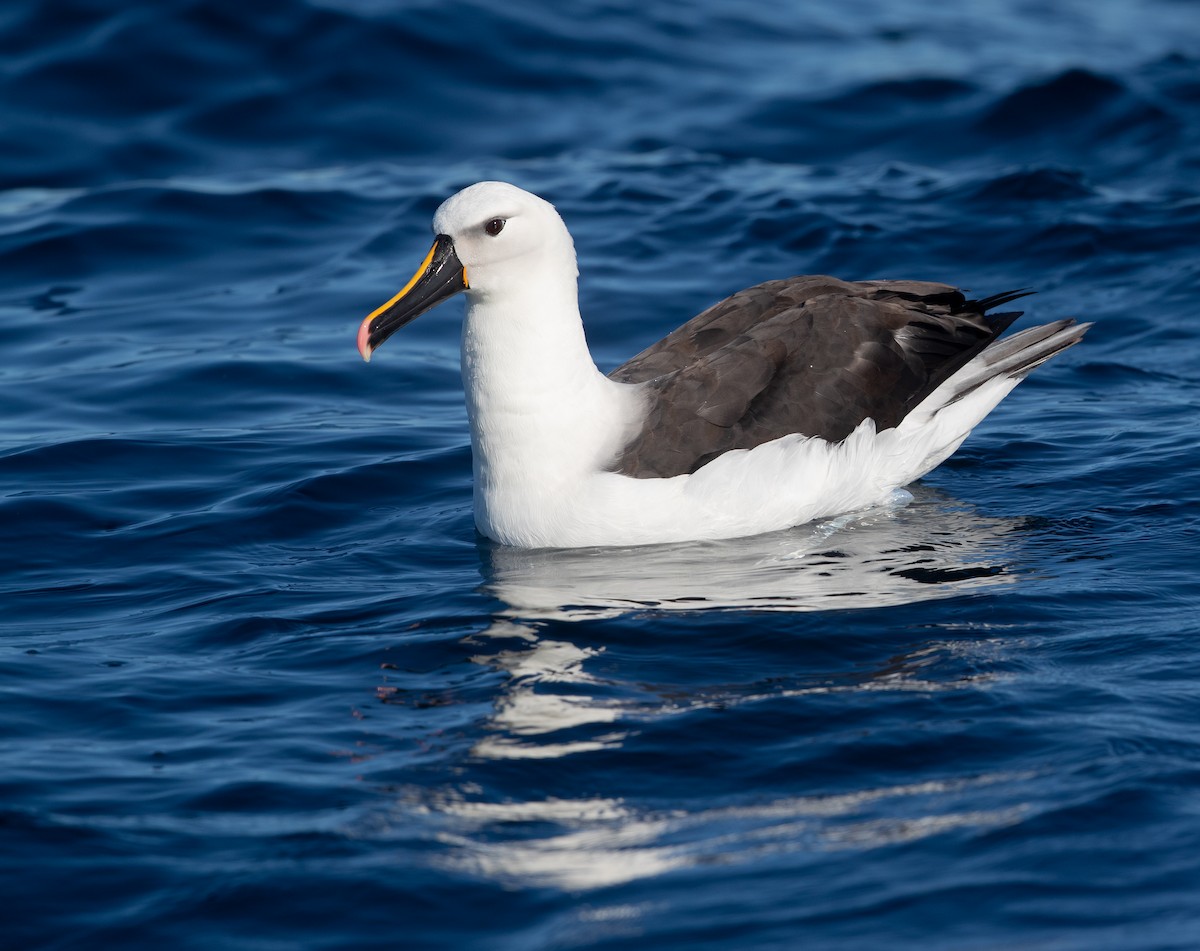 Atlantic/Indian Yellow-nosed Albatross - ML583529941