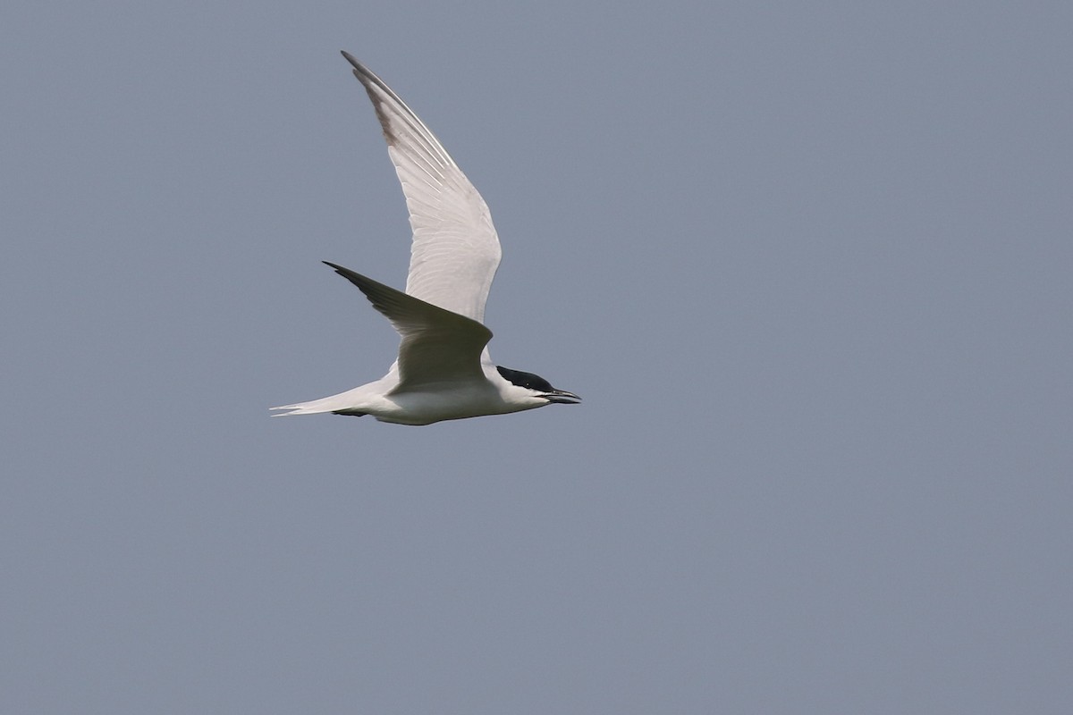 Gull-billed Tern - Baxter Beamer
