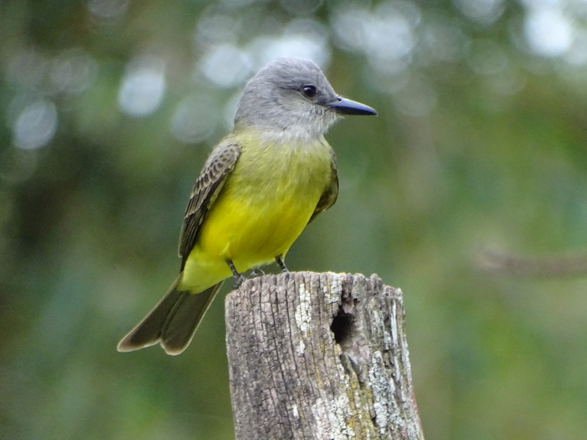 Tropical Kingbird - Mirian Del Río