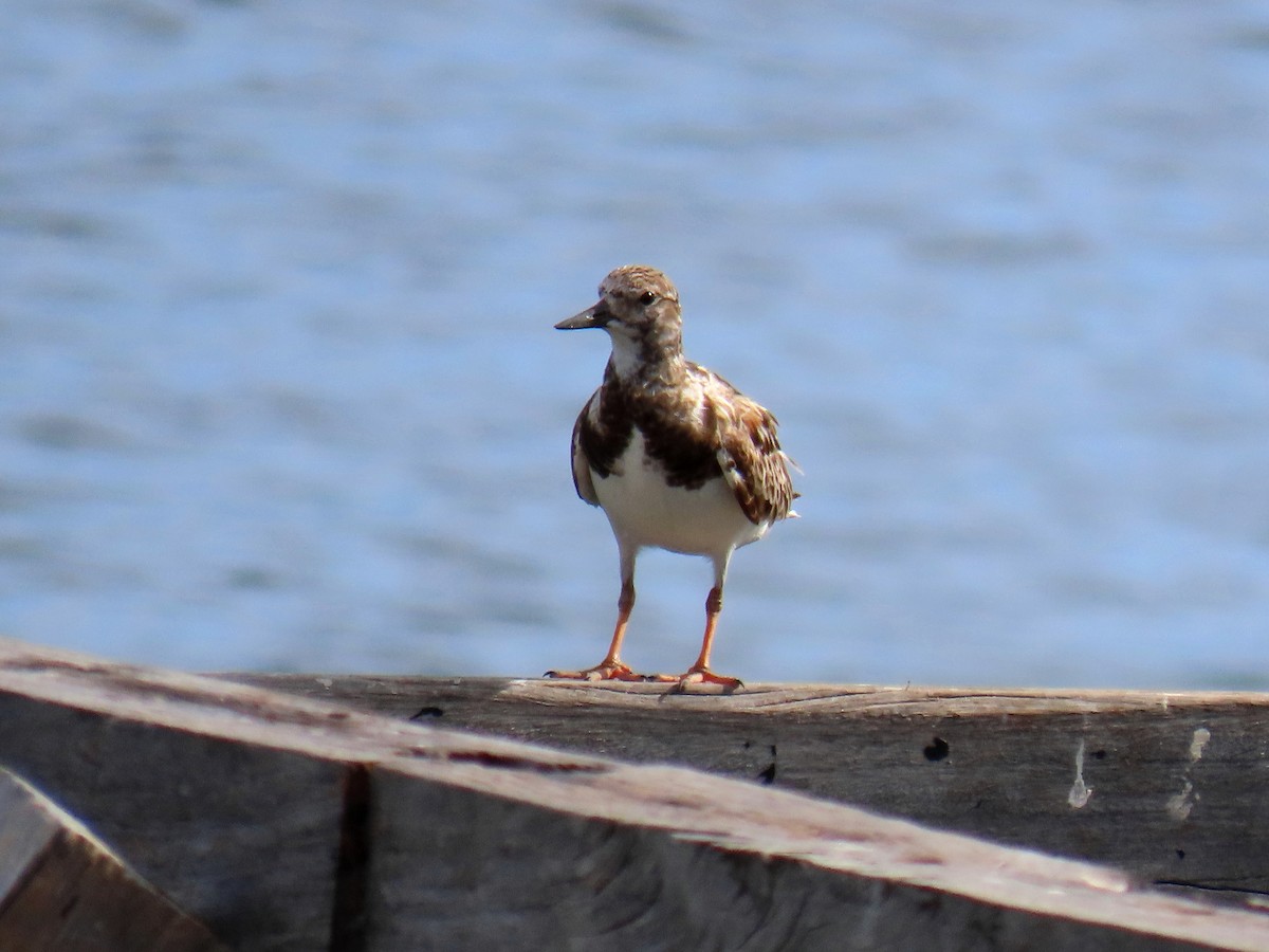 Ruddy Turnstone - ML583533421