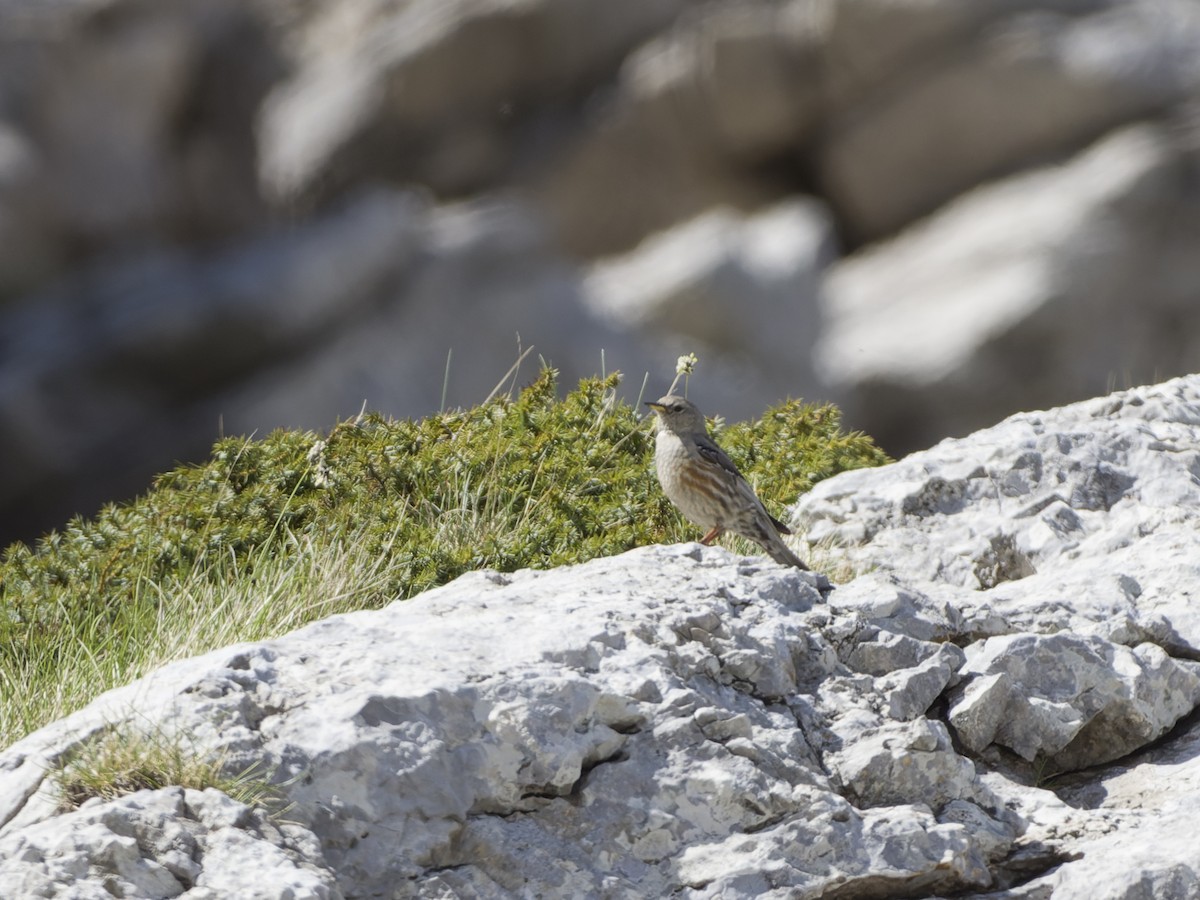 Alpine Accentor - Xenia Louverdi