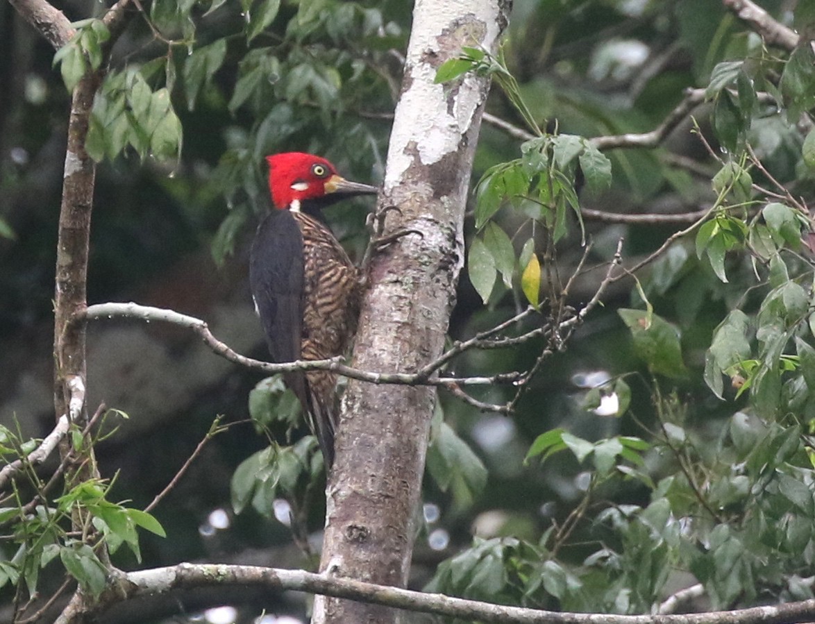 Crimson-crested Woodpecker - ML583534671