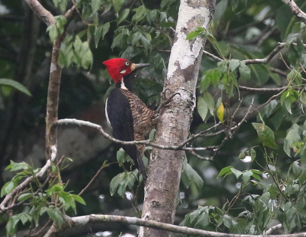 Crimson-crested Woodpecker - ML583534681