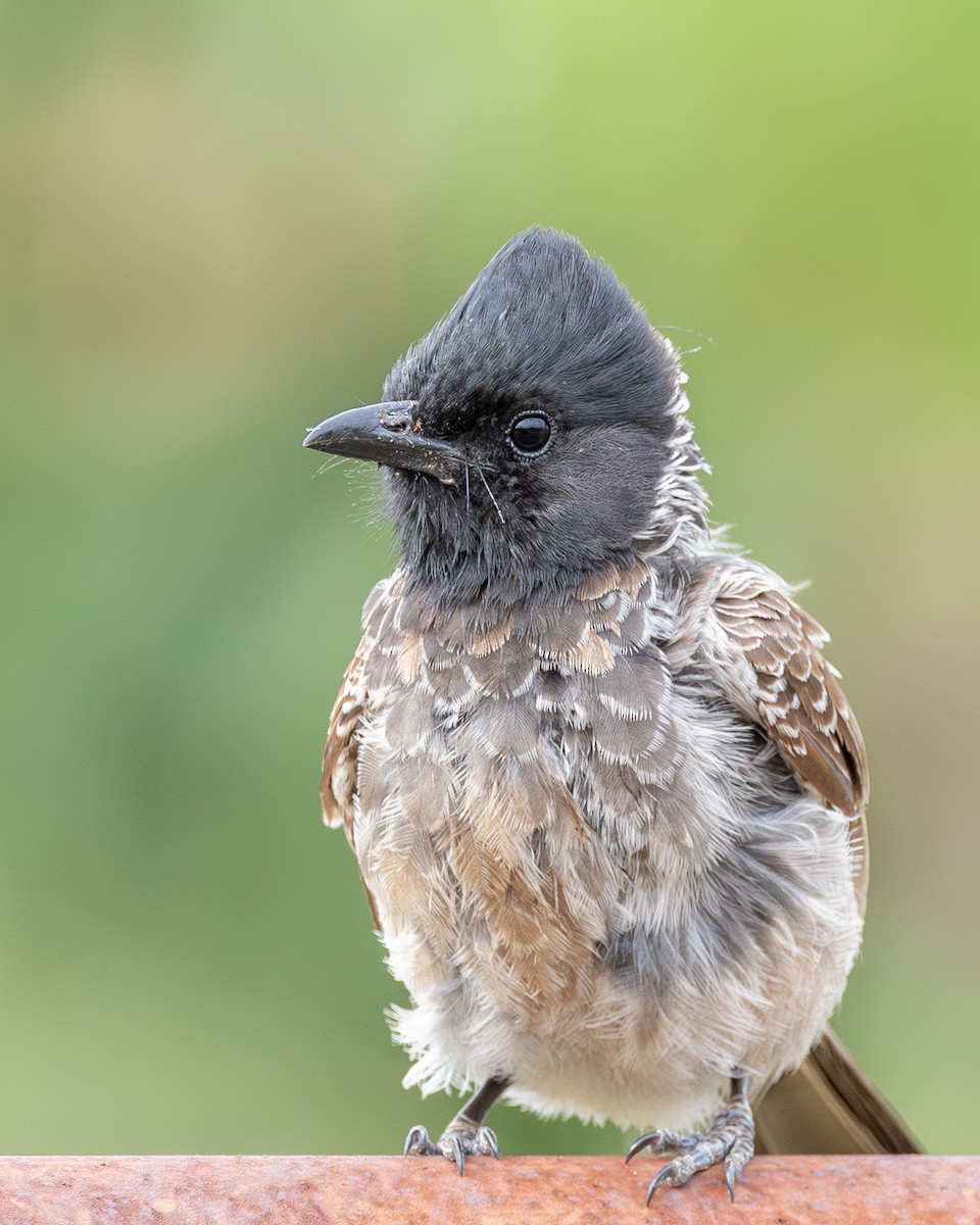 Red-vented Bulbul - ML583536681