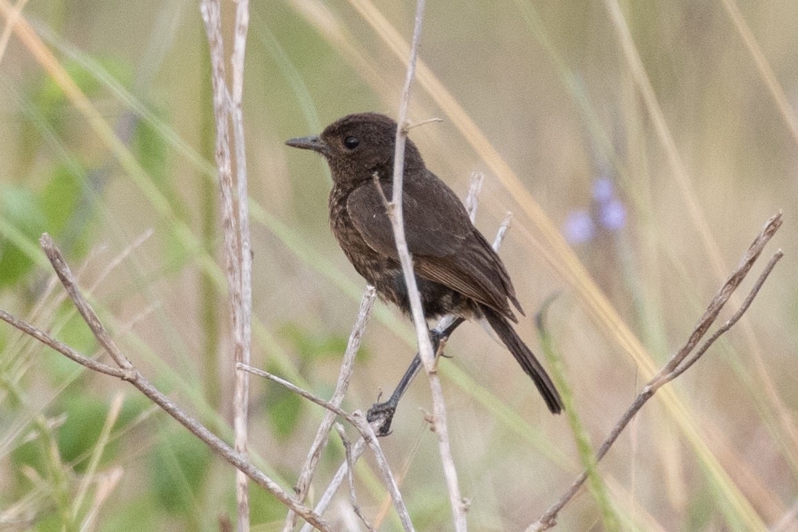 Pied Bushchat - ML583536701