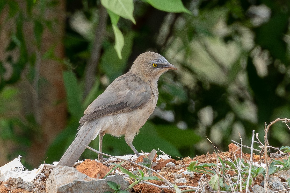 Large Gray Babbler - ML583536781