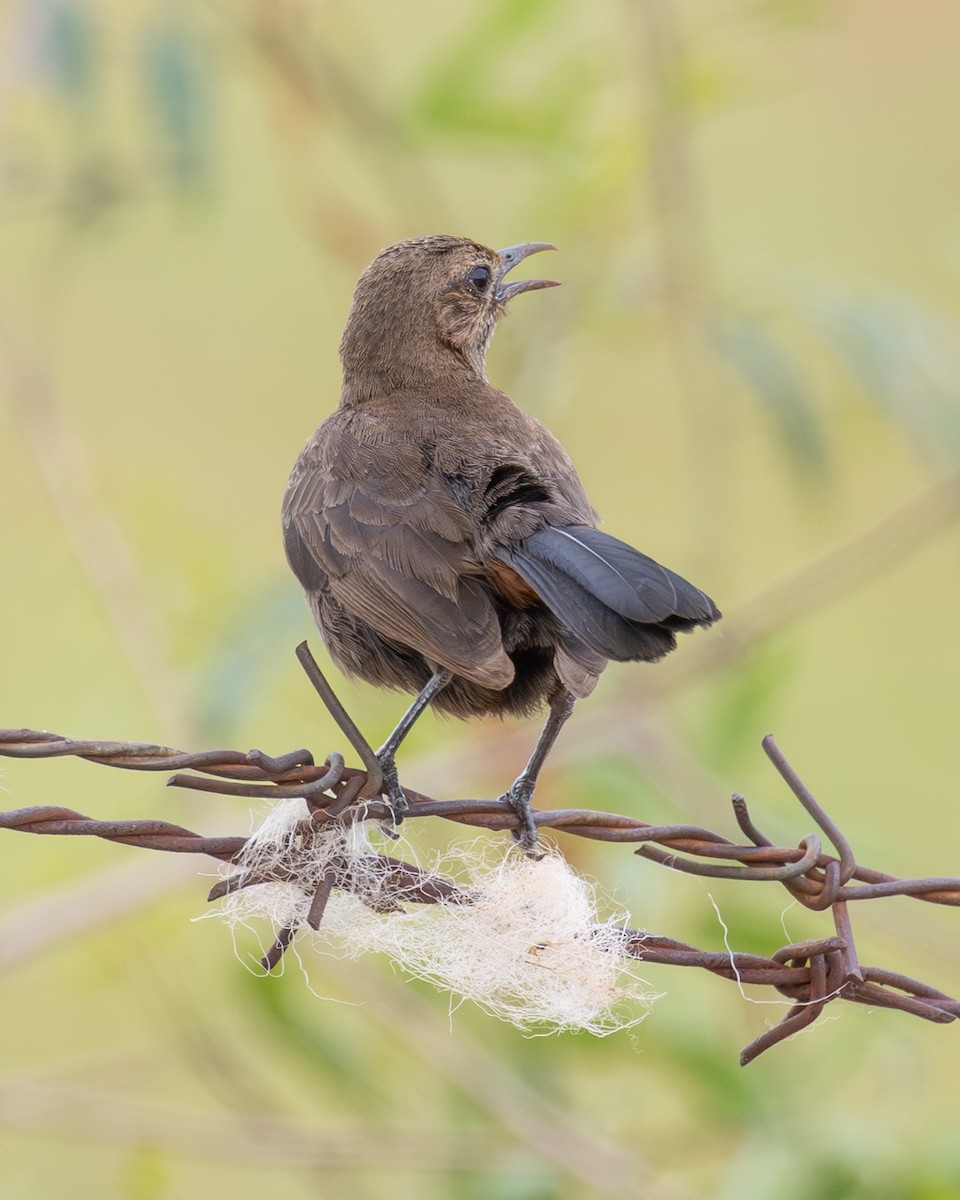 Indian Robin - ML583536811