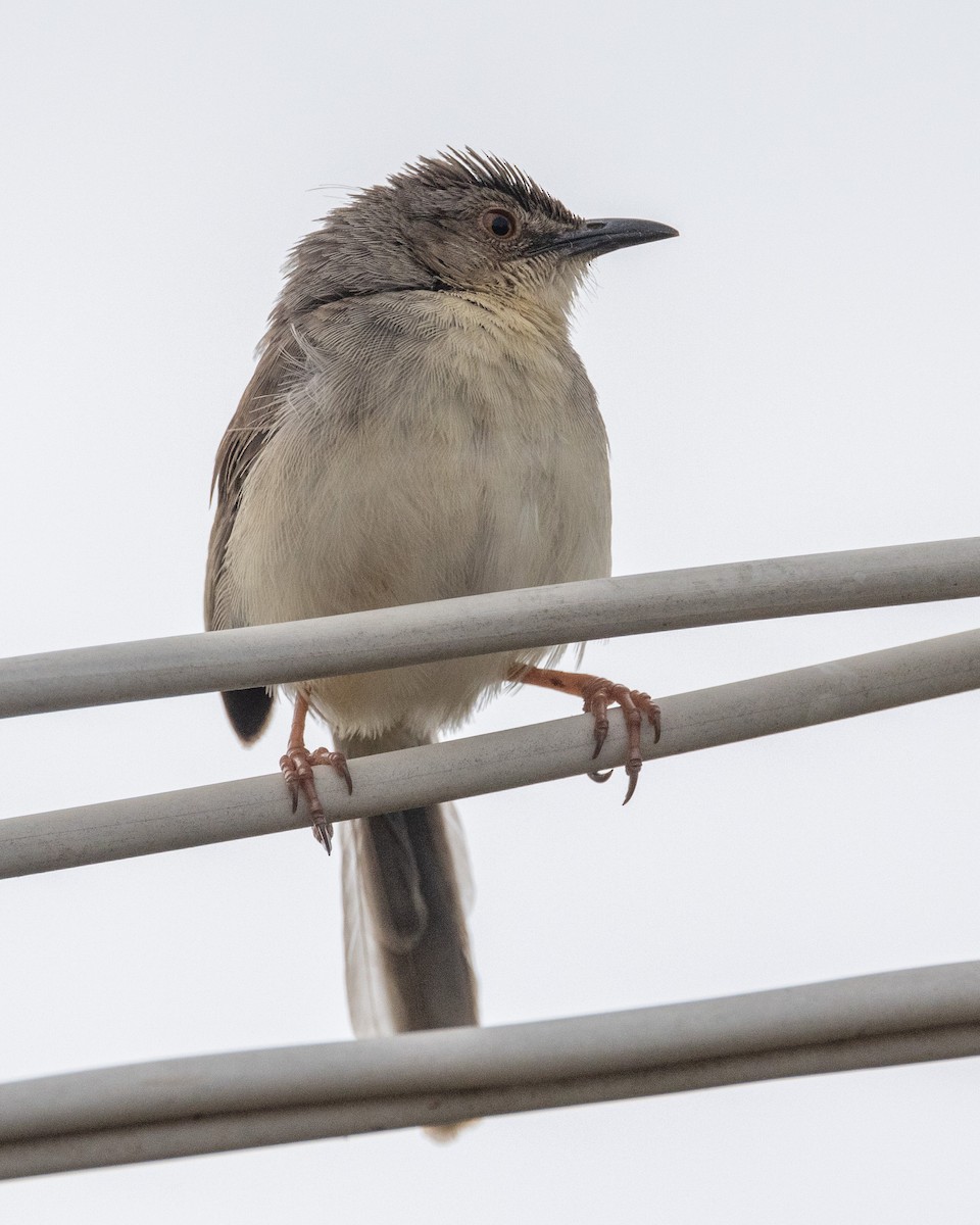 Plain Prinia - ML583536871