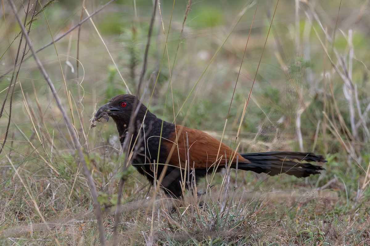 Greater Coucal - ML583536991