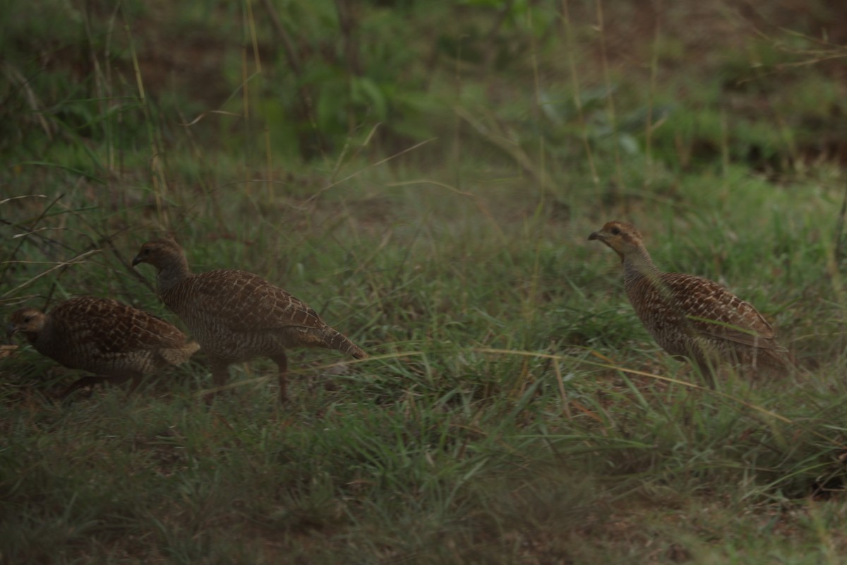 Gray Francolin - ML583537471