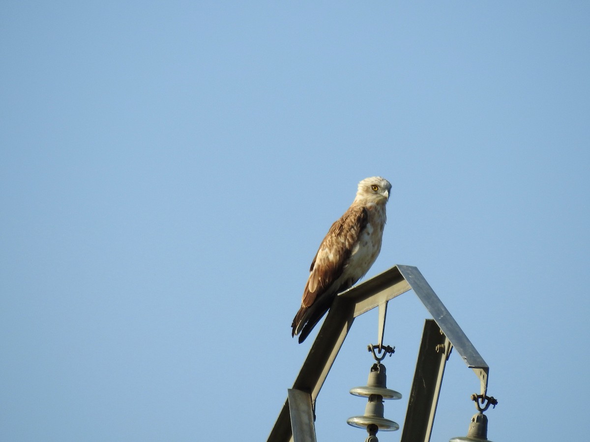 Short-toed Snake-Eagle - ML583538151