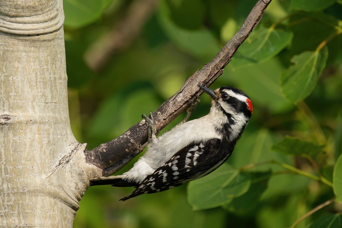 Hairy Woodpecker - ML583538351
