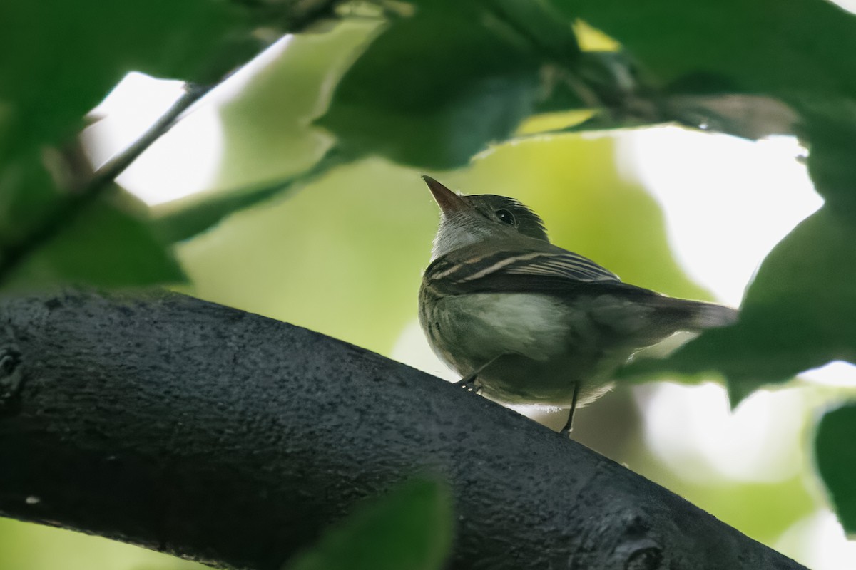 Acadian Flycatcher - ML583540061