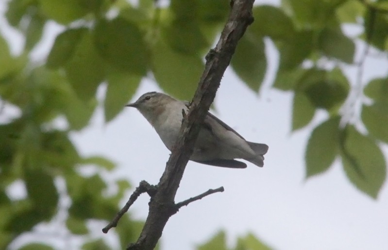 Tennessee Warbler - ML58354021