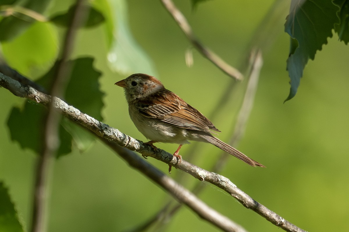 Field Sparrow - Anonymous