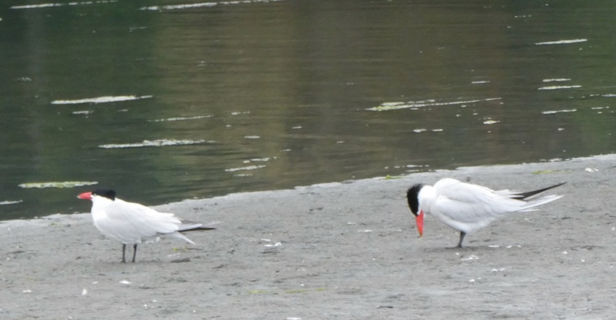 Caspian Tern - ML583541131