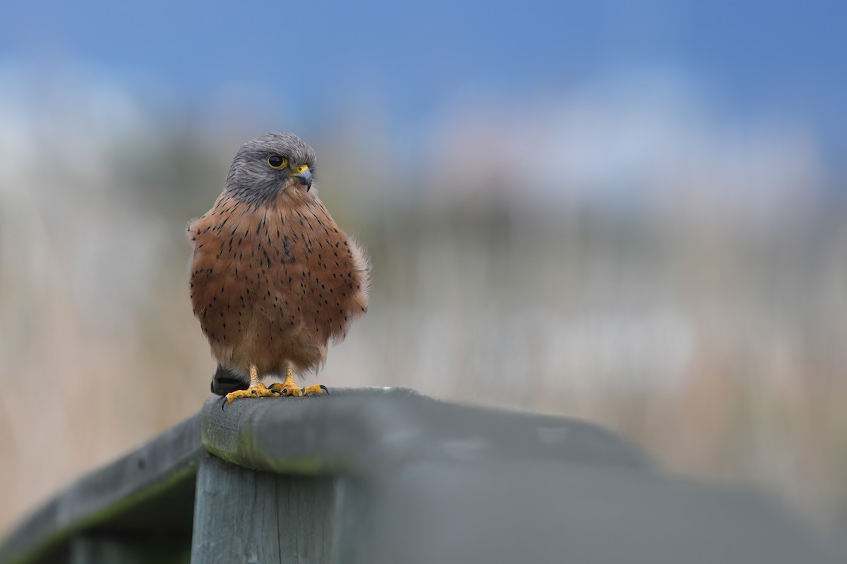 Rock Kestrel - ML583541291