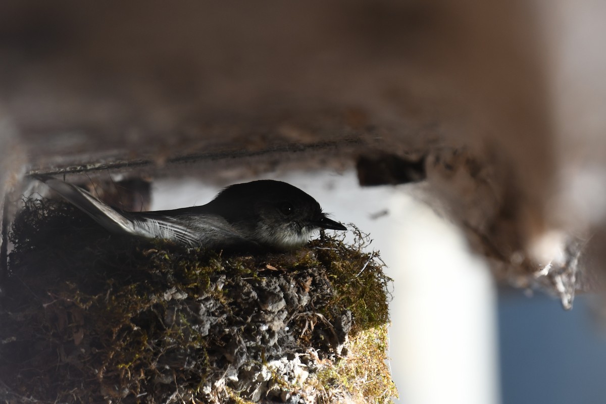 Eastern Phoebe - ML583541531