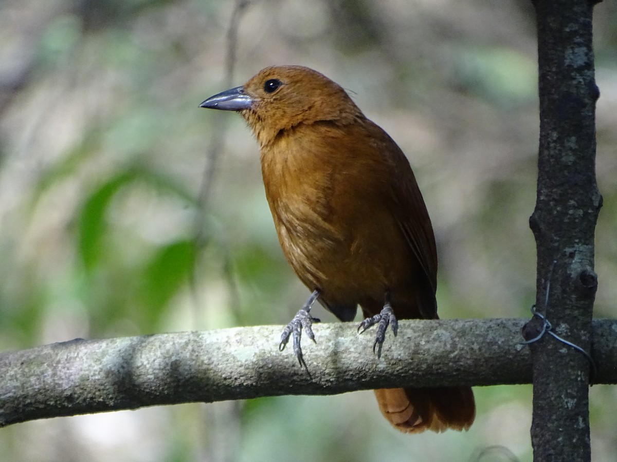 White-lined Tanager - Mirian Del Río