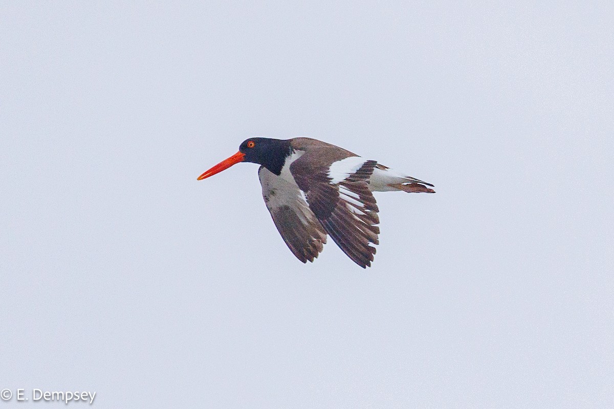 American Oystercatcher - ML583542631