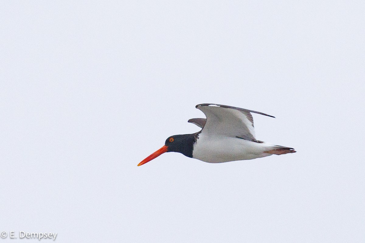 American Oystercatcher - ML583542671